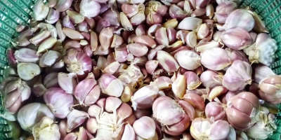 El ajo (Allium sativum), se utiliza ampliamente como aromatizante