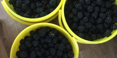 Moras orgánicas muy sabrosas