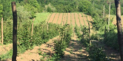 Moras orgánicas muy sabrosas