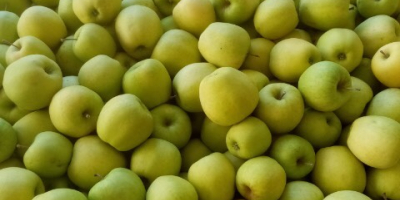 Hola. Venderé 40 toneladas de manzanas. Golden Delicious 65+