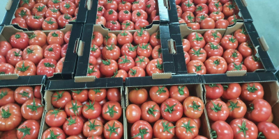 Tomates Macedonia, embalaje opcional. Strumitsa.