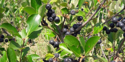 Frutas chokeberry certificadas ecológicamente, producción 2021. Cosecha a principios