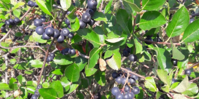 Frutas chokeberry certificadas ecológicamente, producción 2021. Cosecha a principios