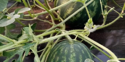 En la segunda quincena de junio, los melones de