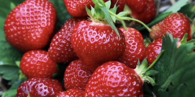 Venderé fresas Honeoye y otras variedades, directamente del campo.