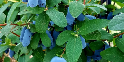 Venderé frutos de Kamchatka Berry de mi propio huerto.