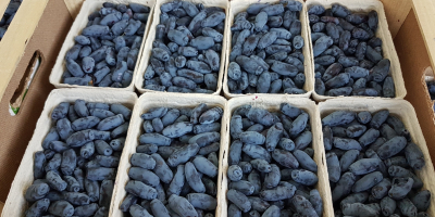 Venderé frutos de Kamchatka Berry de mi propio huerto.