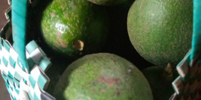 Nuestro aguacate es de calidad superior puede ser procesado.