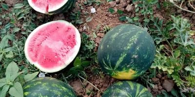 En la segunda quincena de junio, las sandías de