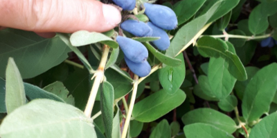 Los frutos de la baya de Kamchatka. El precio