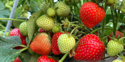 FABRICANTE DE PLANTAS Y FRUTAS DE FRESA Venderé cantidades