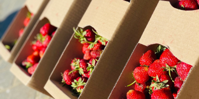 FABRICANTE DE PLANTAS Y FRUTAS DE FRESA Venderé cantidades