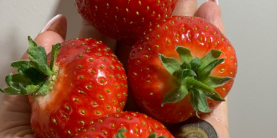 FABRICANTE DE PLANTAS Y FRUTAS DE FRESA Venderé cantidades