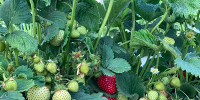 FABRICANTE DE PLANTAS Y FRUTAS DE FRESA Venderé cantidades