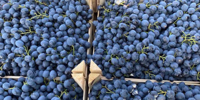 Venta de varios tipos de uvas en toda Europa