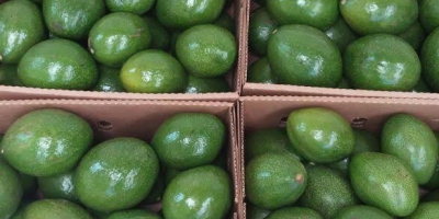 Aguacate fresco, verduras, frutas que buscamos compradores.