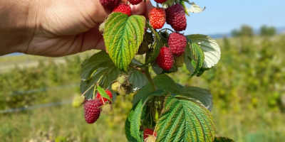 Somos una plantación de frambuesas y ofrecemos alrededor de