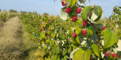 Somos una plantación de frambuesas y ofrecemos alrededor de