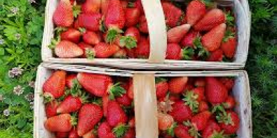 Hola, tengo fresas orgánicas a la venta. Bisztynek, Voivodato