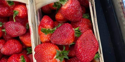 Venderé fresas frescas directamente del campo, variedades refrigeradas: Rumba,