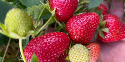 Venderé fresas industriales para jugos, mermeladas y postre, la