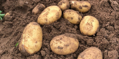 nueva producción de patatas rumanas calibre 20/45 y 55/70