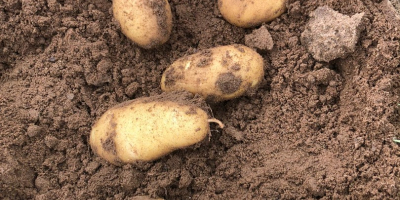 nueva producción de patatas rumanas calibre 20/45 y 55/70