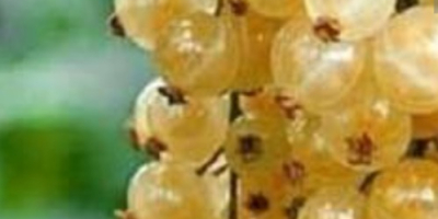 Venta de recolección mecánica de grosella blanca