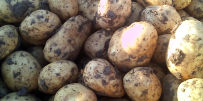 Fabricante vendemos patatas ofrecemos calidad y cantidad