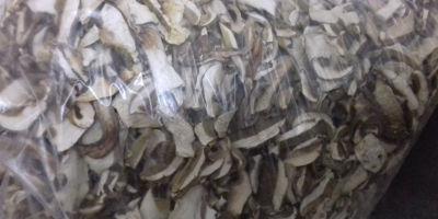 Wistawim Fakture vat .grzyby tejrecne Mashroom boletus 1 especie