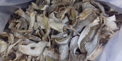 Wistawim Fakture vat .grzyby tejrecne Mashroom boletus 1 especie