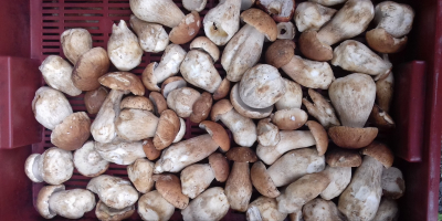 700-900 kg. Samohod chlodnija