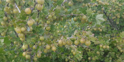 Vendo grosellas para hacer prensado, purés, etc. Sin moho
