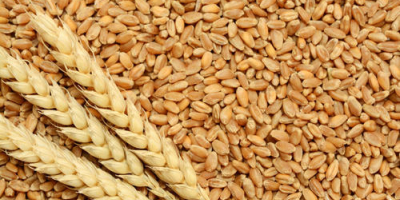 Somos proveedores mayoristas de productos de trigo y cereales