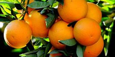 Naranja al por mayor de túnez Ofrecemos naranja fresca