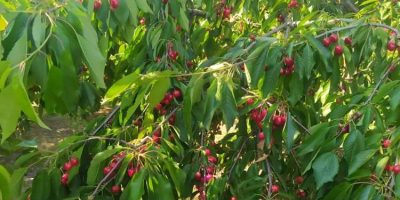 Hola, vendo una gran cantidad de cerezas de diversas