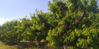 Hola, vendo una gran cantidad de cerezas de diversas