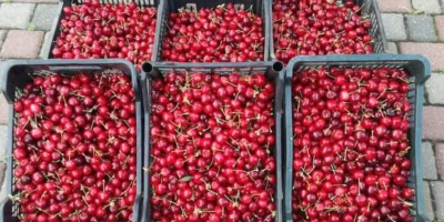 Hola, vendo una gran cantidad de cerezas de diversas