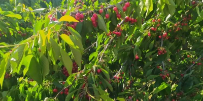 Hola, vendo una gran cantidad de cerezas de diversas