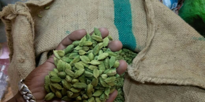 Cardamomo verde seco de alta calidad listo para exportar