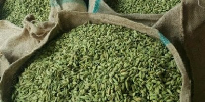 Cardamomo verde seco de alta calidad listo para exportar