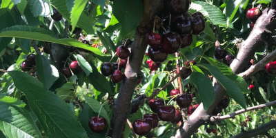 Cherry Burlat, luego otras variedades, Cordia, Van