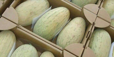 Melones &quot;Torpedo&quot; Producción de Uzbekistán. Entrega rápida a Polonia.