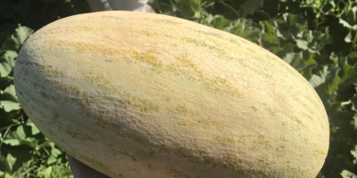 Melones &quot;Torpedo&quot; Producción de Uzbekistán. Entrega rápida a Polonia.