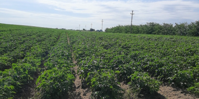 Patatas a la venta. La finca tiene 5 horas