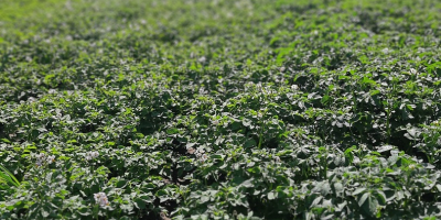 Patatas a la venta. La finca tiene 5 horas