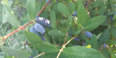 Venderé una baya de Kamchatka. La fruta se rompe