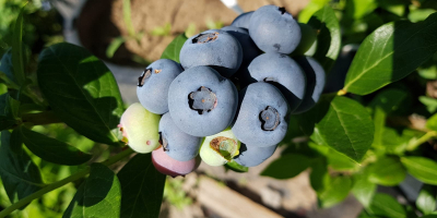 Vendemos arándanos orgánicos / BIO que se producen en