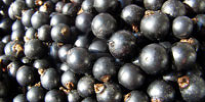 Venderé frutas de grosella negra. Cantidades enteras de camiones.