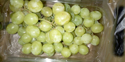 Uvas frescas superior, escarlata, bola roja - Embalaje: 4,5